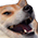 :hkKek: