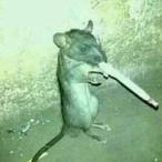 Bombel