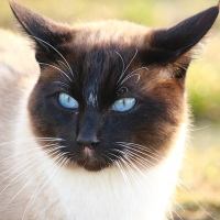 image.png.9393ec0e3ce21af3df288b83e00fe57e.png