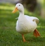 the_duck
