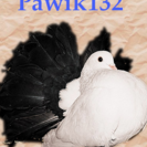 Pawik132