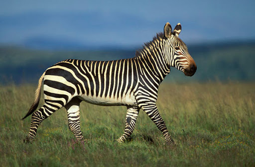 image.png.8ed79873fc049b568cf7e63eac5fdfe2.png