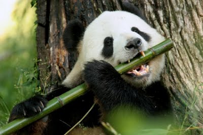 Climate-Change-Destroys-Bamboo-Forests-Threatens-Global-Panda-Population-2.jpg.9957314644620f6369c1fc518152b002.jpg