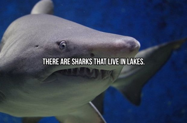 image.png.b82ed45a4a17c77d1520f18df7dca67d.png