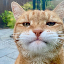 mae