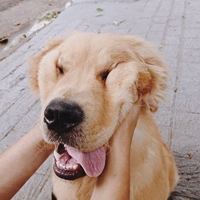 animal-tumblr-cute-animals-Favim.com-6513682.jpg.72c7cb5c6cc94642fe9b786b37c31b8f.jpg