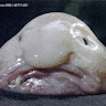 malyuzi