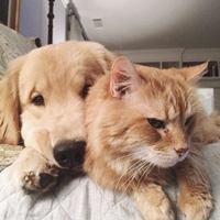 love-animals-cat-dog-cute-pets-Favim.com-7055378.jpg.a791393fbc245e9483b2ce13e50b1323.jpg