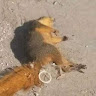analS00czko