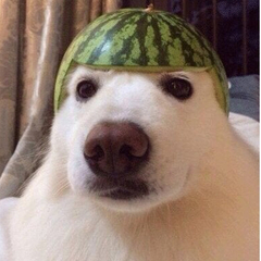 cocojambo