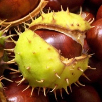 KasztanN