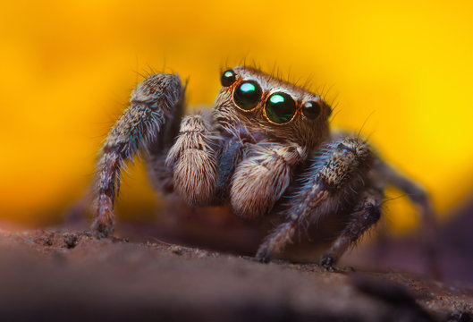 360_F_178558806_M10mMPTOeTFxzIGw27WzvURgnLYrpLz2.jpg.30e5895eaa78be5c40f9d480f14f53db.jpg