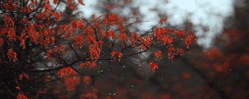 Dla-Hany.gif.ab0249577787f8efb672d64d7e08c0f9.gif