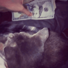 maupa