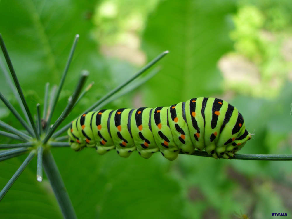 50882_gasienica_paz_krolowej.thumb.jpg.f909602be1507f01417778a3c2ac144a.jpg