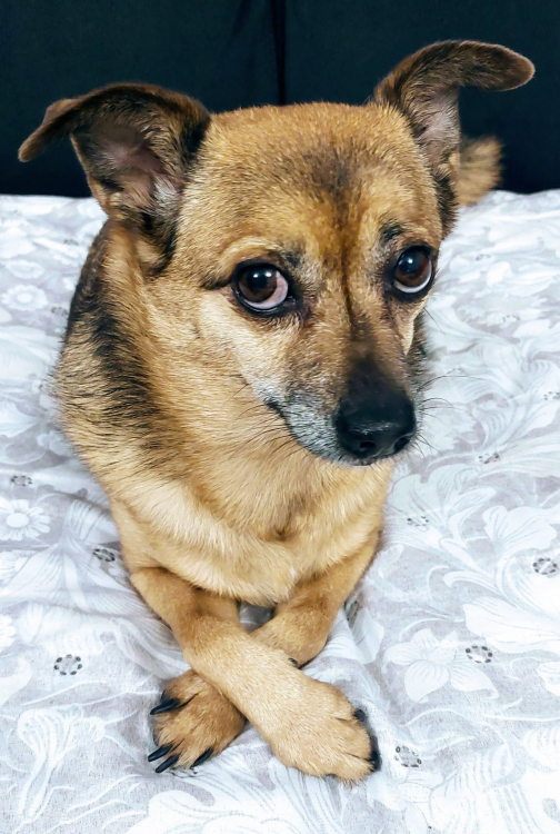 Lola.jpg